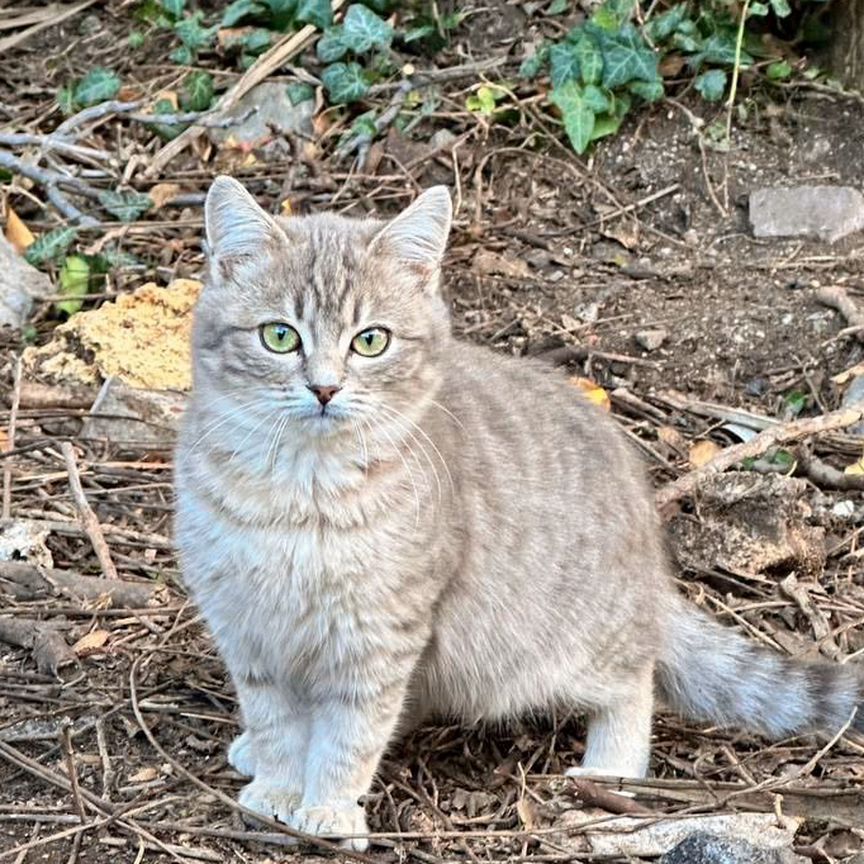 Котята в самве добрые руки