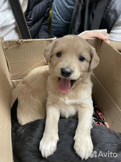 Лабрадор ретривер щенки