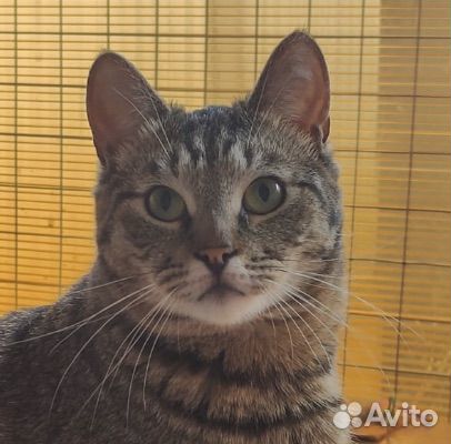 Матроскин. Уникальный Кот в дар