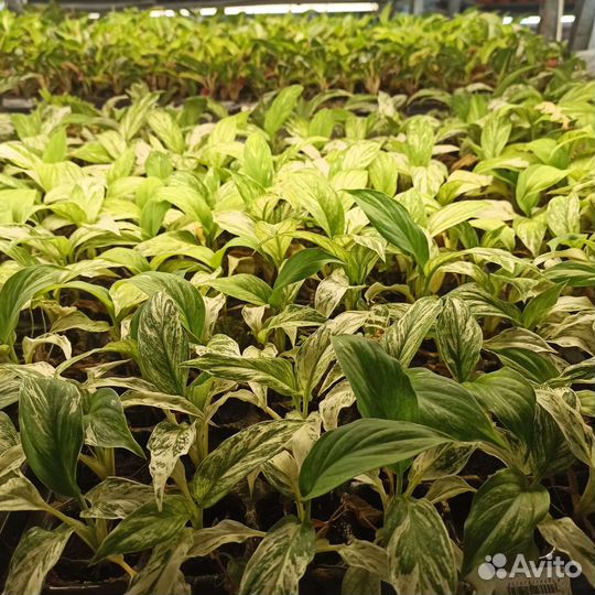 Саженцы горшечных растений опт