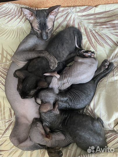 Котята Сфинкс