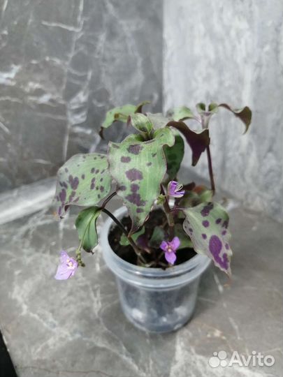 Традесканции разные