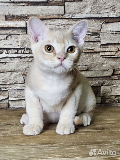 Бурманские котята