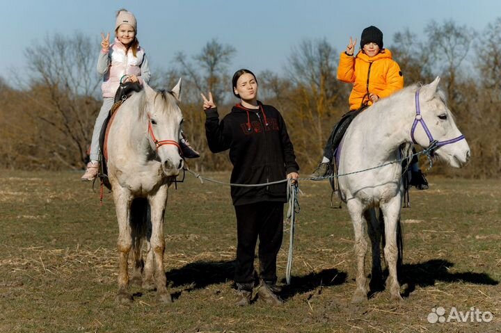 Конные прогулки Краснодар