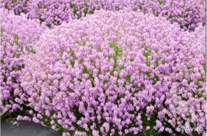 Лаванда Rosea