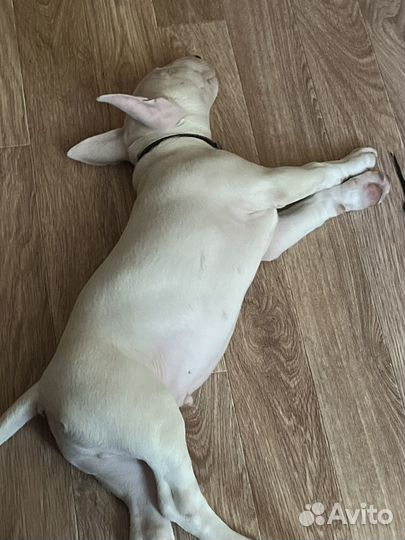 Стандартный бультерьер