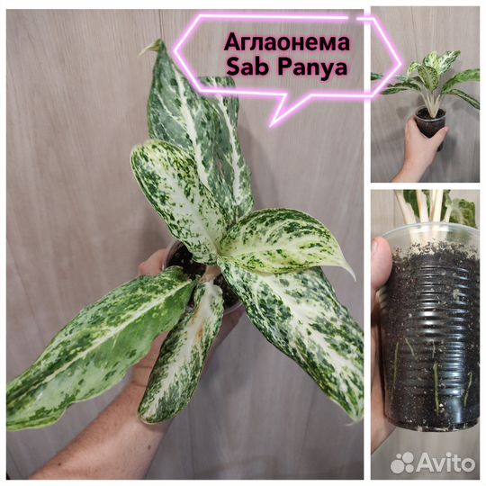 Аглаонемы сортовые