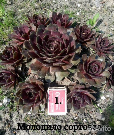 Молодило каменная роза