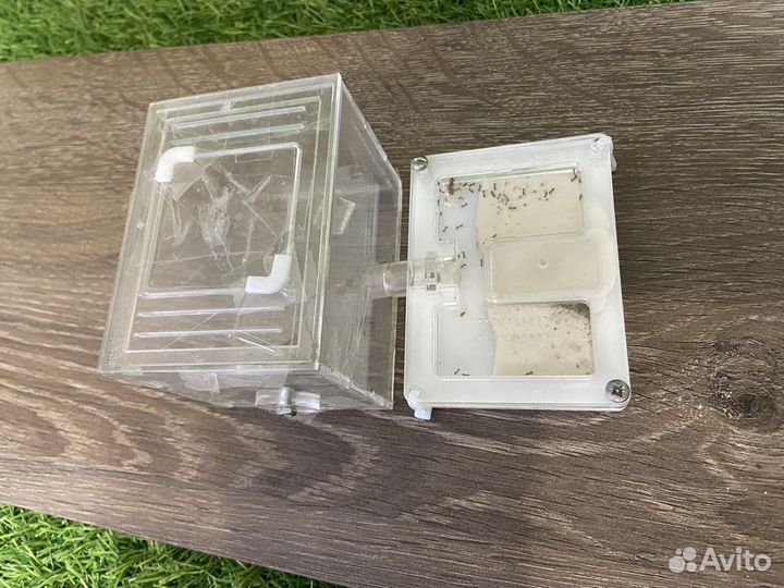 Муравьи messor structor/формикарий с муравьями