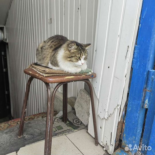 Красивая кошка