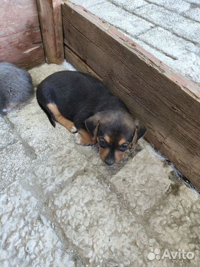 Щенки в добрые руки отдам бесплатно