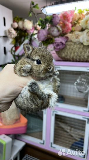 Декоративный кролик карликовый