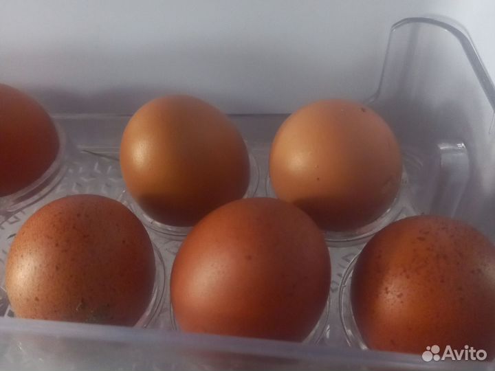 Домашние куриные яйца