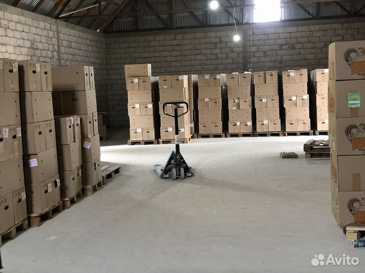 Яйца куриные оптом