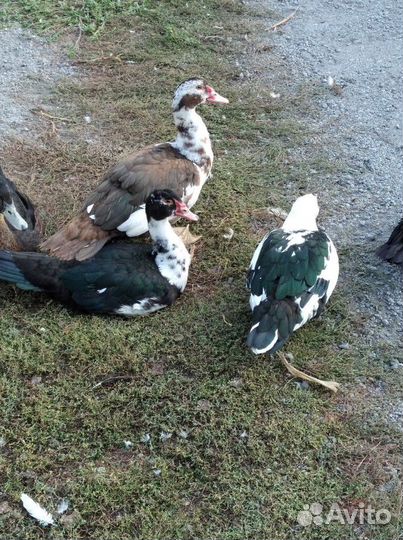 Утки мускусные