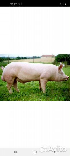 Услуги хряка