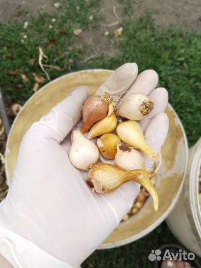 Тюльпаны оптом