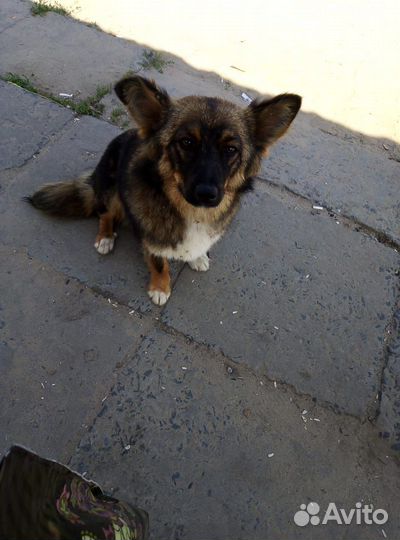 Отдаю собак в добрые руки