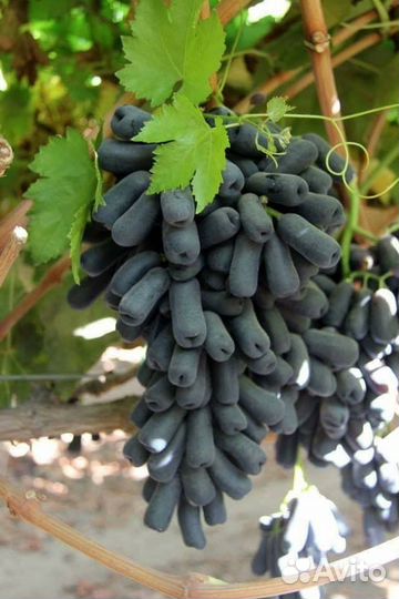 Саженцы винограда