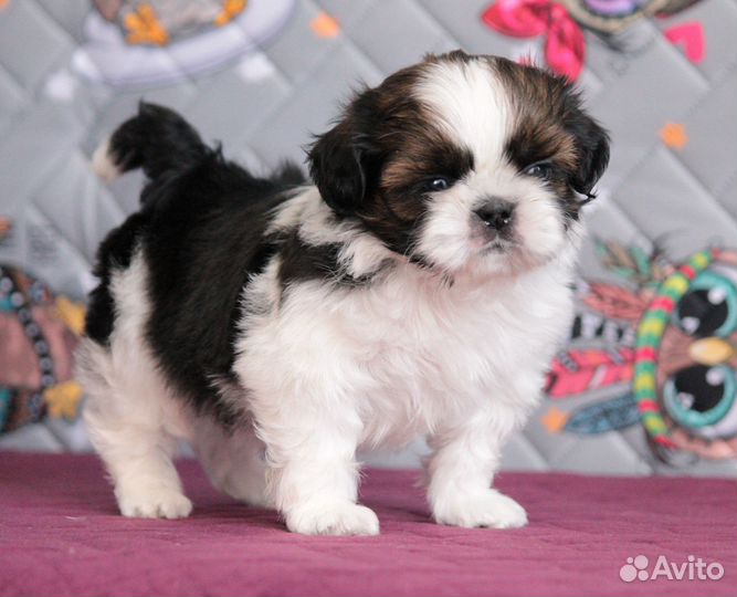 Щенки ши-тцу мальчики