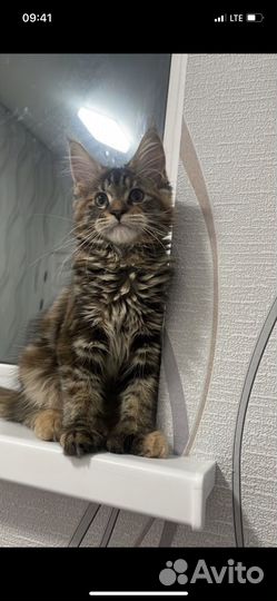Котята отдам в добрые руки бесплатно