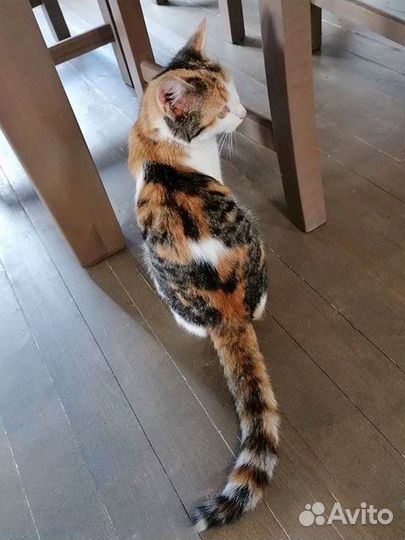 Алиса, очень ласковая кошечка-подросток в дар