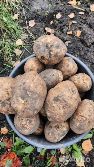 Продам картофель