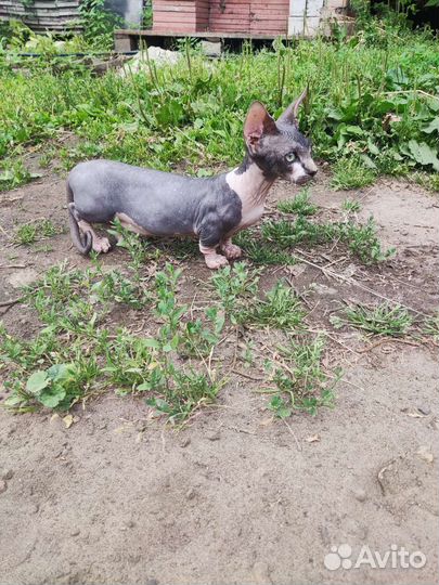 Бамбино мальчики