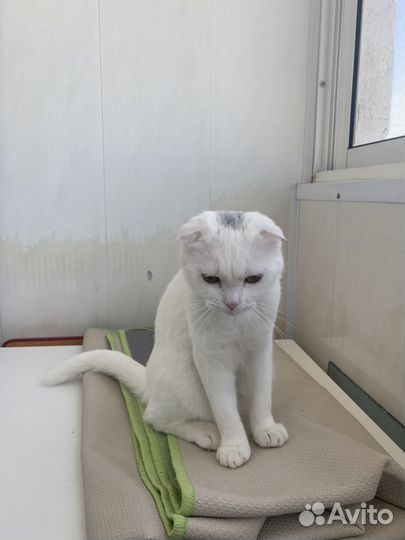 Шотландская вислоухая кошечка