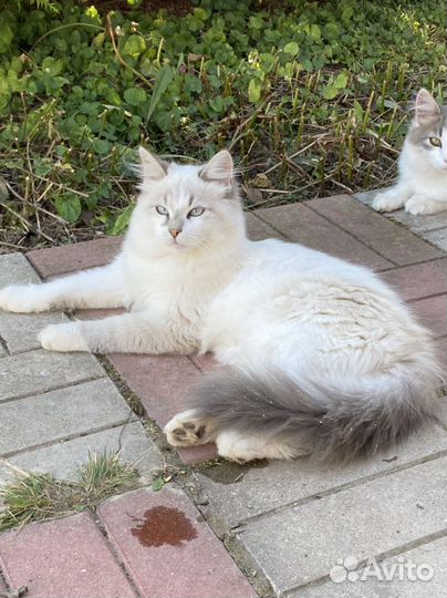 Животные котята в добрые руки