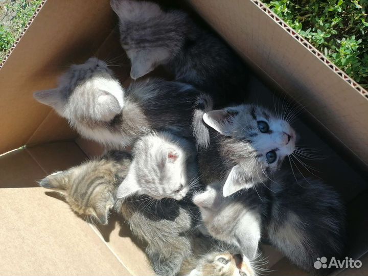 Котята дворовые