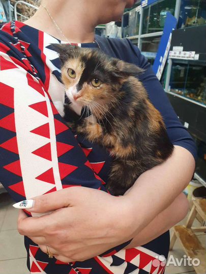 Котёнок девочка ищет дом трусишка