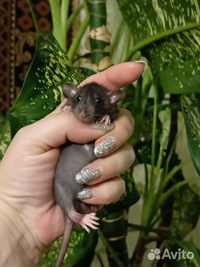 Декоративная крыса дамбо