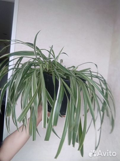 Хлорофитум