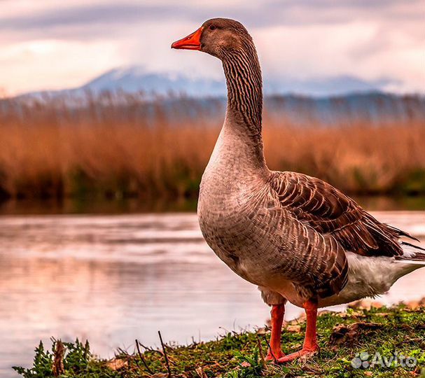 Гуси живым весом