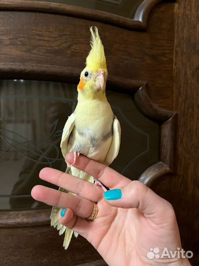 Попугай карелла