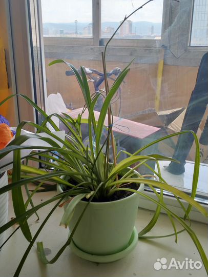 Хлорофитум