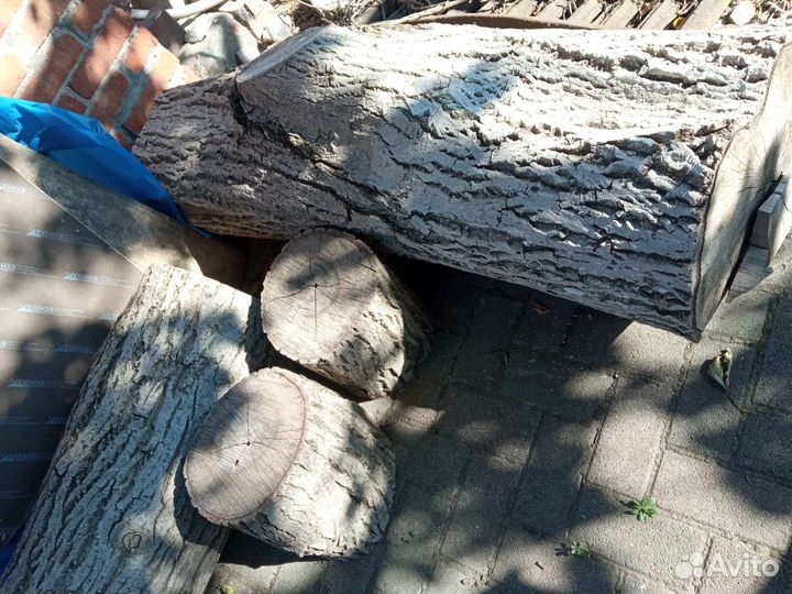 Дерево спиленное орех
