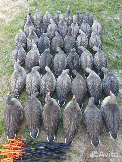 Флоковые чучела белолобого гуся greenhead