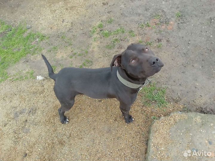 Питбультерьер