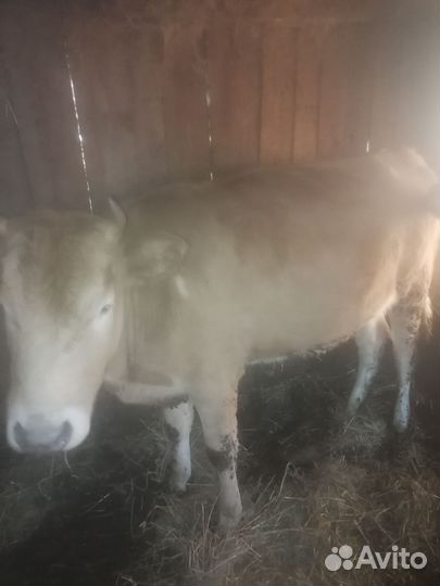 Быки и телки