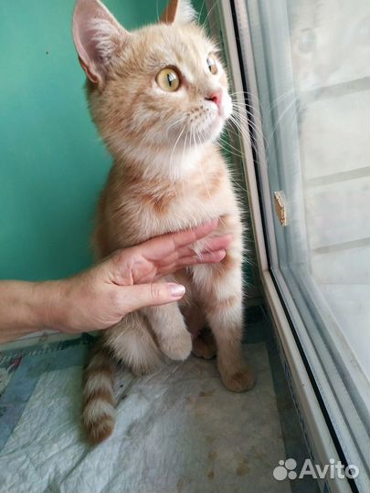 Рыжая девочка - большая редкость среди кошек