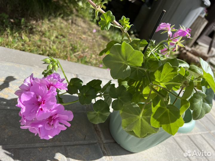 Ахименесы Last Dawn/ Герань ампельная