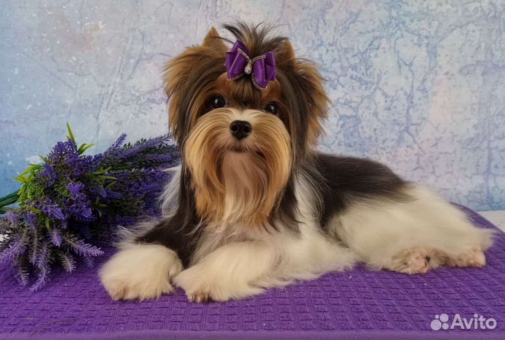 Самая красивая девочка породы Бивер