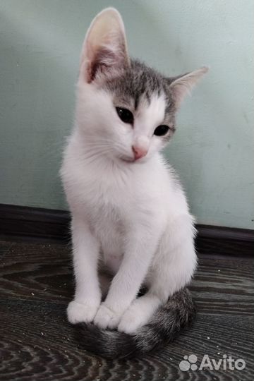 Котёнок кошечка