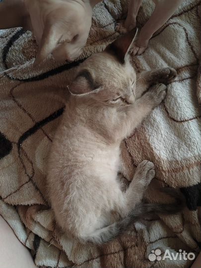 Донской Сфинкс Котята