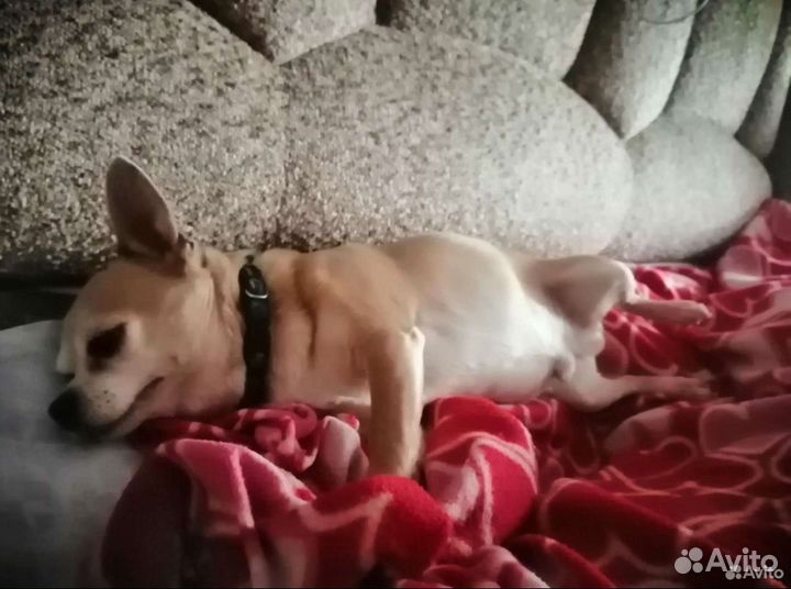 Зоогостиница. Передержка кошек и собак официально