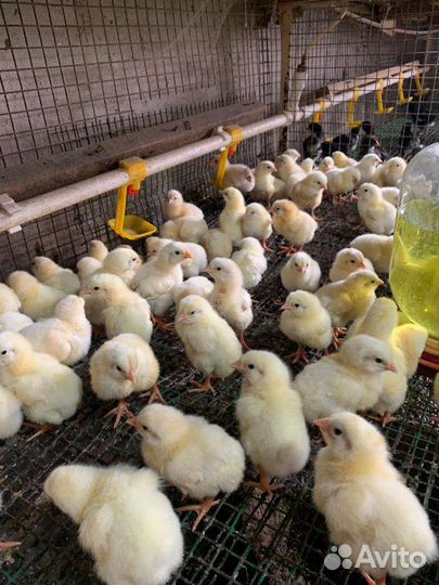 Цыплята