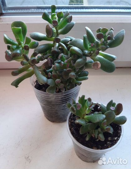 Толстянка Хоббит