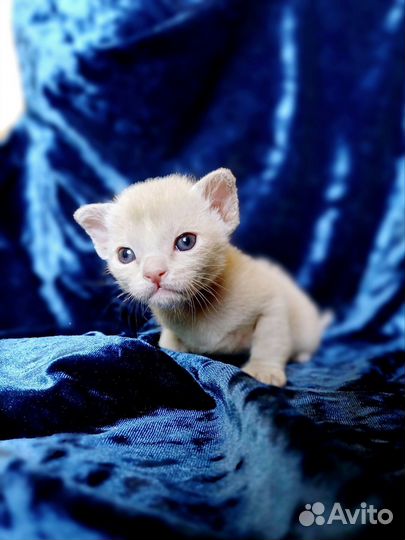 Бурманские котята